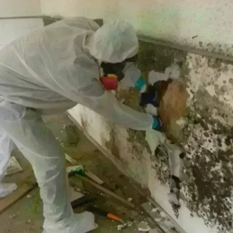 Mold Remediation and Removal in Anthony, NM